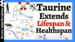 TAURINE Extends Lifespan amp Healthspan [upl. by Anura987]