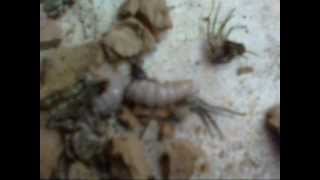 What is inside a dirtdaubers nest It is not pleasant [upl. by Galer]