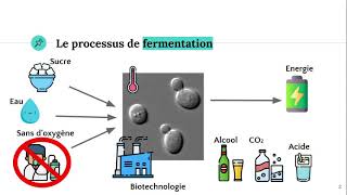 La fermentation 🍺 [upl. by Trisha618]