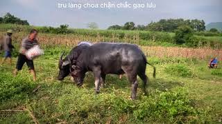 tru làng choa chận chắc gao lưu [upl. by Airlia]