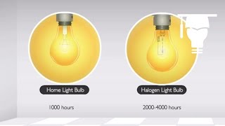 Incandescent and Halogen Lamps [upl. by Felipa]