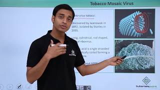 Class 11th – Virus  Tobacco Mosic Virus  Biological Classification  Tutorials Point [upl. by Ylam967]