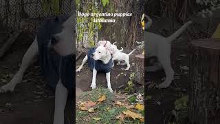 Fortuna Niks Sparta dogo argentino and kids puppy dogoargentinopuppies [upl. by Seigel]