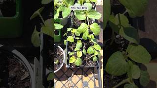 Garden2024 Fast amp Easy Seed Germination using soaking seeds method [upl. by Dleifxam237]