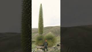 Puya raimondii in Bromeliad Family Bromeliaceae Largest species inflorescences 15 m in height [upl. by Roobbie934]