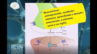 RECEPTORES DE ACETILCOLINA ACh NICOTÍNICOS E MUSCARÍNICOS no SNC  Neurociências e Psicofármacos [upl. by Eaned]