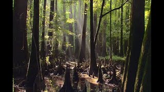 Wilderness Shaped by Water Congaree National Park [upl. by Legyn]