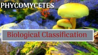 Phycomycetes  Zygomycetes  Oomycetes  Vinay Biology [upl. by Ardra49]