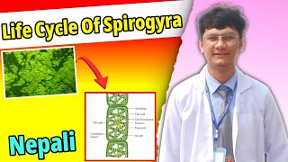 Life Cycle Of Spirogyra  Algae  Important long question for NEB and CTEVT BOARD EXAM [upl. by Muhan567]