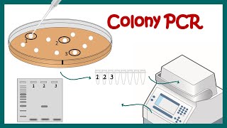 colony PCR [upl. by Beyer501]