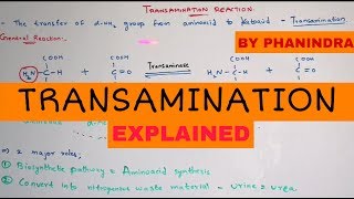 Transamination reaction  By Phanindra gupta [upl. by Blayne]