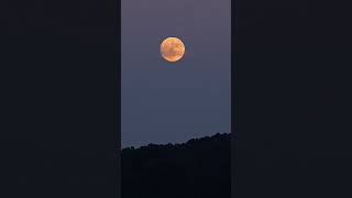 Getting ready for tomorrows combo Super harvest moon and partial lunar eclipse supermoon2024 [upl. by Valora]