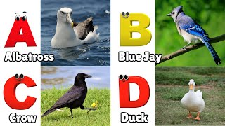 Birds ABC Song for Kids  Phonics for Kids  Alphabet Letters  Learn ABC for Kids [upl. by Eive]