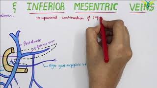 Superior and Inferior Mesenteric Veins  Venous Drainage of small intestine [upl. by Agnimod]