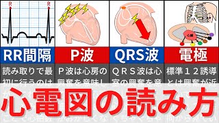 【12分で解説、10分で国試問題】心電図の基本と読み方について解説 [upl. by Tarah391]