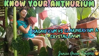 Identifying ANTHURIUM Magnificum Clarinervium and Crystallinum [upl. by Htepsle]