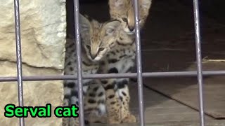 Very cute baby serval cat サーバルの赤ちゃんが。。。89 【Cute animal baby videos】【多摩動物公園】 [upl. by Notlrahc]