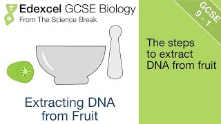 Edexcel GCSE Biology  Extracting DNA from Fruit [upl. by Un]