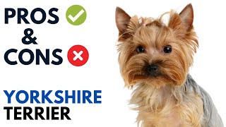 Yorkshire Terrier Pros and Cons  Yorkie Dog Advantages and Disadvantages [upl. by Rabelais]