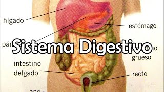 El Sistema Digestivo [upl. by Angil]