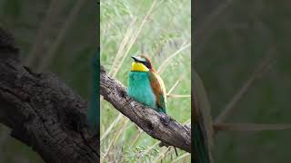 Bienenfresser beeeater singvögel birdlovers bird naturschutz naturelovers shorts [upl. by Yolande]