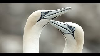 Gannet life in Newfoundland Canada [upl. by Htebizile]