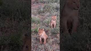 Adorable Lion Cubs Roaming Wild in Pristine Jungle  Exclusive Footage wildlife [upl. by Cran]