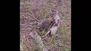 Echidna spiny anteater searching for termites [upl. by Nairoc403]