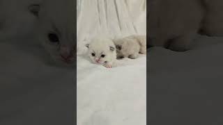 2 week old ragdoll kittens kitten cute cutekitten [upl. by Alfred585]