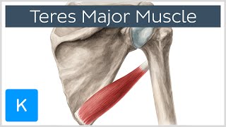 Teres Major Muscle  Origin Insertion amp Action  Human Anatomy  Kenhub [upl. by Alyhc]