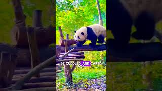 pandas 🐼 the lovely creature nature shorts animals [upl. by Erbua]