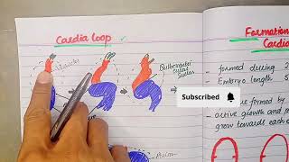 Formation Of Cardiac looping  CVS Embryology [upl. by Dyoll]