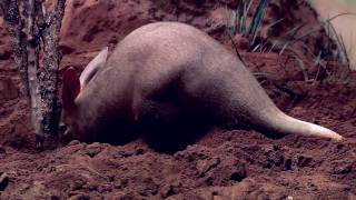 Aardvarks at the Bronx Zoo [upl. by Alahs320]