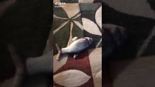 fish flopping on carpet [upl. by Machutte]