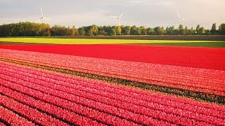 Visitare lOlanda a marzo e aprile per assistere allo spettacolo dei tulipani in fiore [upl. by Otsuj153]