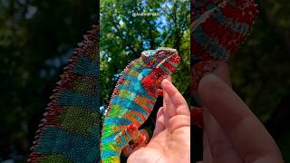 How Chameleons Change Color and Catch Prey shorts [upl. by Shayla]