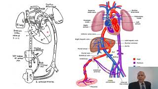 Foetal Circulation  Postnatal changes Foramen ovale  Ductus arteriosus  Ductus venosus [upl. by Enylodnewg]