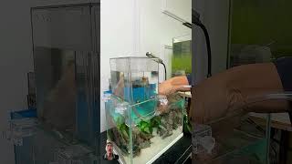 aquarium fish aquascape fishtank aquariumfish bettafish tanksetup [upl. by Lyrret]