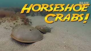 Why do Horseshoe Crabs Come to Massachusetts every year [upl. by Assir]