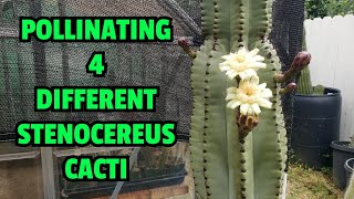 Pollinating 4 different Stenocereus cacti [upl. by Htidra]