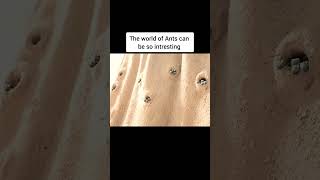 The world of ants can be so interesting anime movieexplainedinhindi movie shorts [upl. by Ahsinuq735]