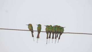 Huddling Behavior of Green Beeeaters [upl. by Judye]