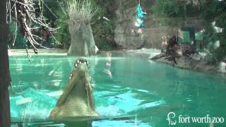 Fort Worth Zoo Saltwater Crocodile Predicts Super Bowl XLIX Winner [upl. by Bostow]