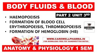 Hematopoiesis  Formation of Bood  Formation of Hemoglobin  Part 2 Unit 3  Anatomy and Physiology [upl. by Alroi]