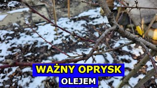 Kluczowy Oprysk Olejem na Drzewa owocowe Borówki Świerki Porzeczki Jabłonie Brzoskwinie Śliwy [upl. by Bruce]