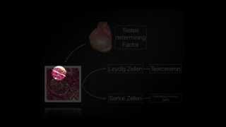 Embryologie Basics [upl. by Perkin]