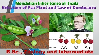 Mendelian Inheritance of Traits Selection of Pea Plant and Law of Dominance  BSc Zoology HSR [upl. by Melvina423]