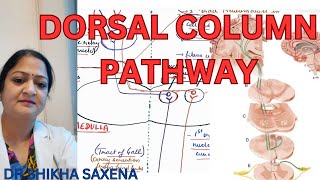 Dorsal column pathway medial lemniscus pathway Gall and Burdach pathway [upl. by Aznecniv]