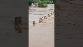 River is flowing above the bridge [upl. by Nnylyt]