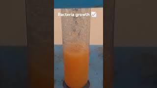 Bacteria growth 📈 in lab [upl. by Evyn945]